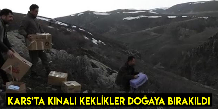 Karsta Kınalı Keklikler Doğaya Bırakıldı