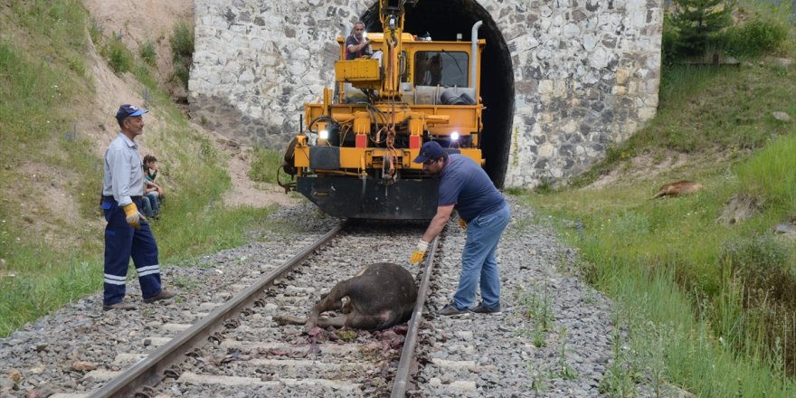 Kars'ta Tren Kazası 20 Büyükbaş Hayvan Telef Oldu