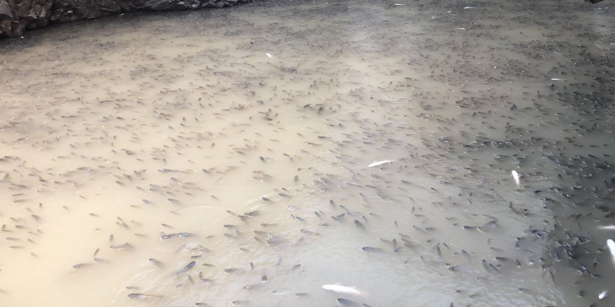 Baraj kapakları kapatılınca on binlerce balık ölüme terk edildi