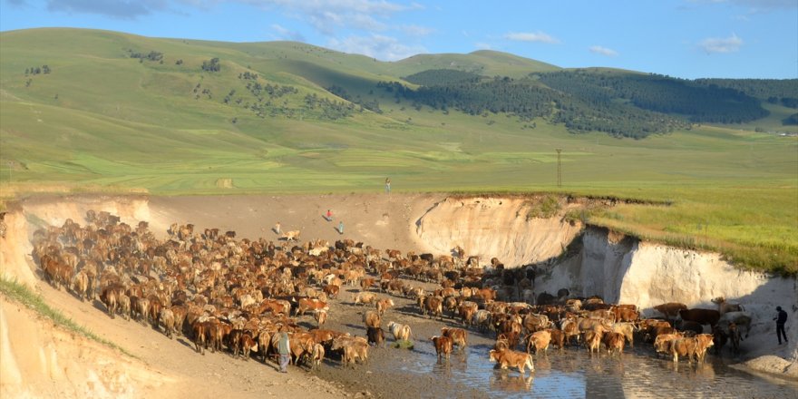 Süt ineklerinin mera yolculuğu güzel görüntüler sergiliyor
