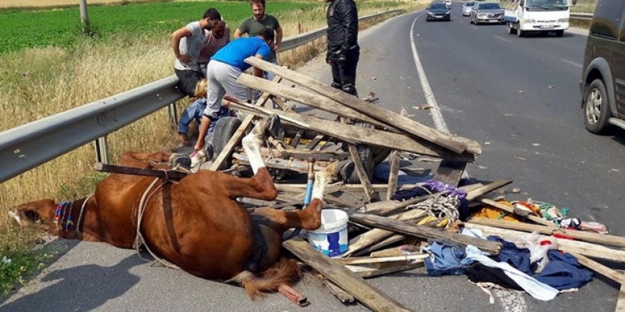 Kars'ta at arabası devrildi: 5 yaralı