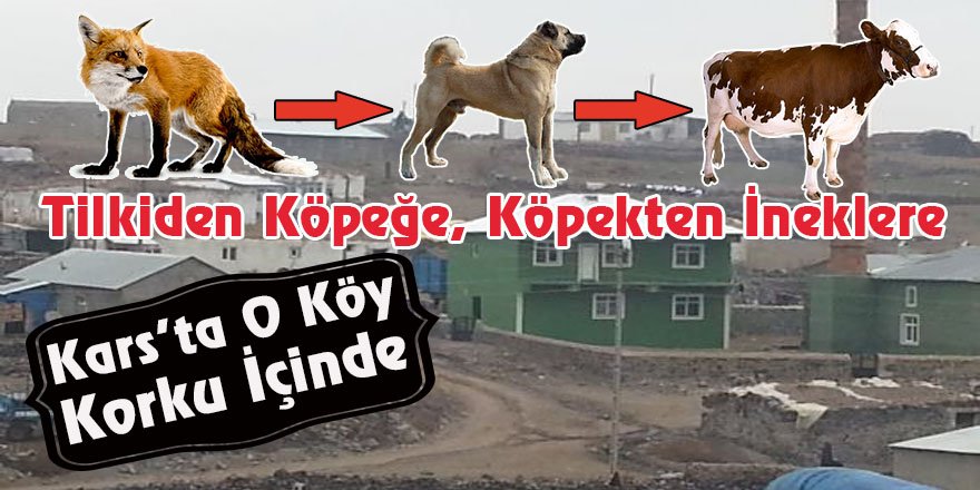 Tilkiden Köpeğe,Köpekten İneklere; Kars'ta O Köy Korku İçinde