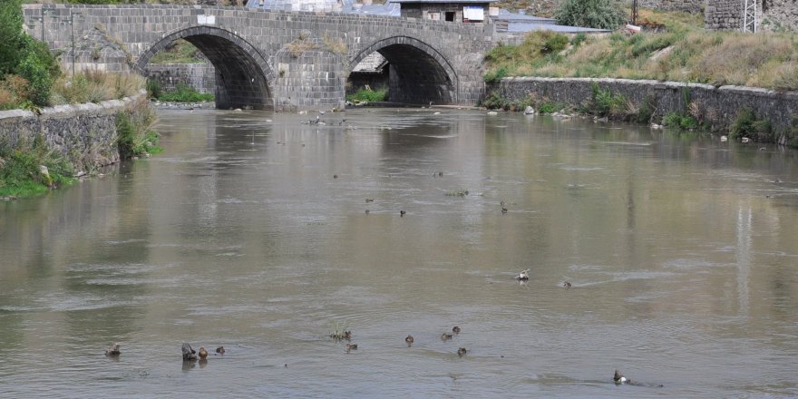 Yaban ördekleri Kars’ı mesken tuttu