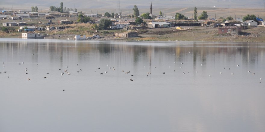 Kars Baraj Gölü yaban hayatına ev sahipliği yapıyor