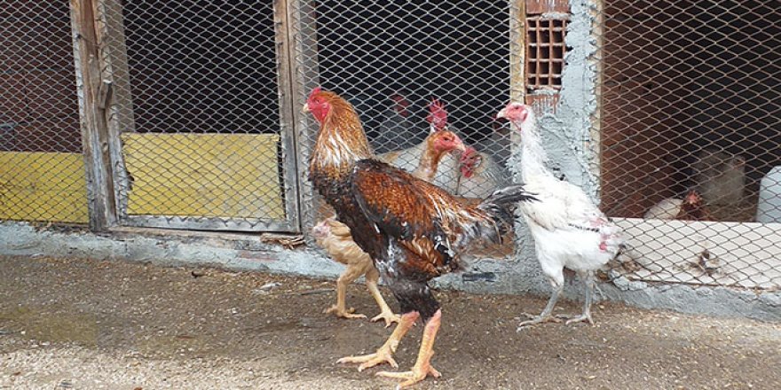 Dünyanın en büyük tavuğunu yetiştirdi, siparişlere yetişemiyor