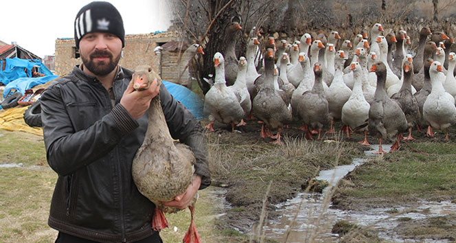 Ne teklif edilirse edilsin kazlarını satmıyor