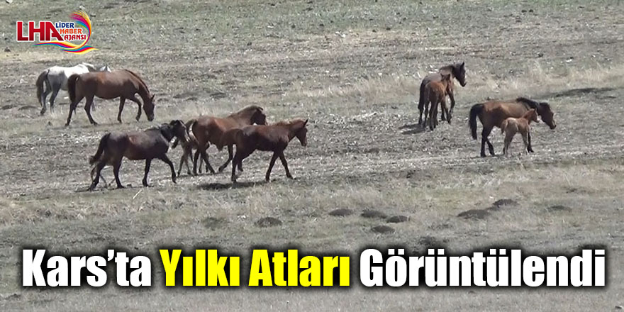 Kars’ta yılkı atları görüntülendi