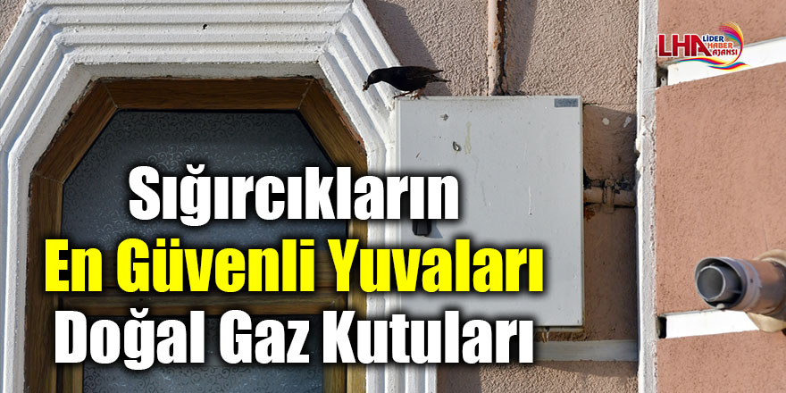 Sığırcıkların en güvenli yuvaları doğal gaz kutuları