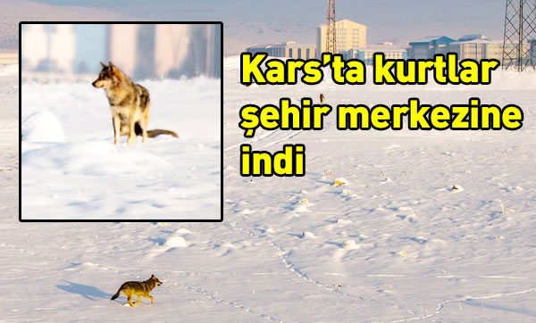 Kars'ta kurtlar şehir merkezine indi