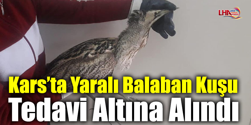 Kars’ta Yaralı Balaban Kuşu Tedavi Altına Alındı