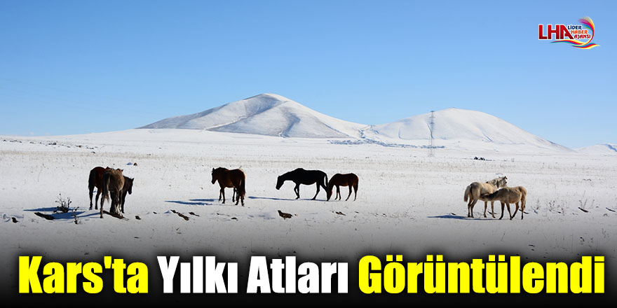 Kars'ta Yılkı Atları Görüntülendi