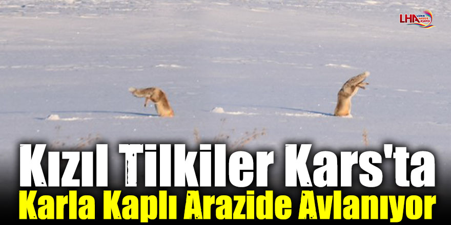 Kızıl Tilkiler Kars'ta Karla Kaplı Arazide Avlanıyor