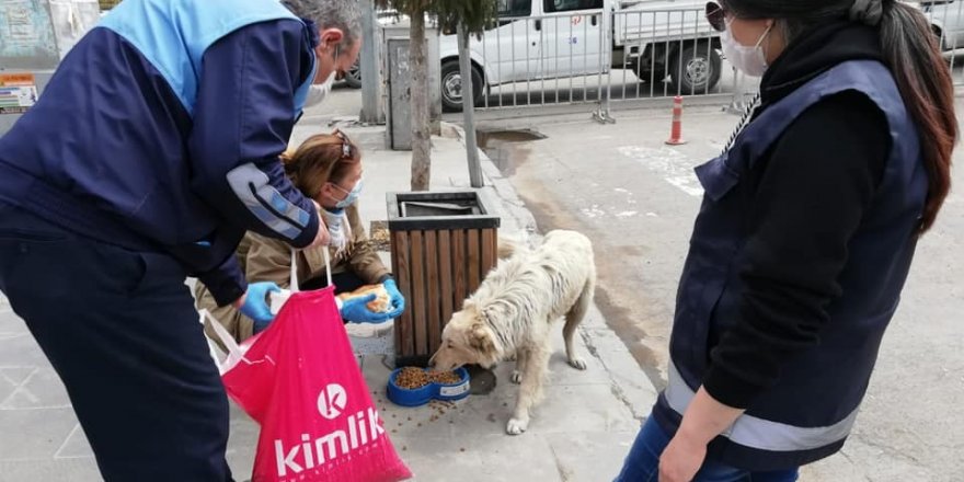 Kars’ta Sokak hayvanlarına yiyecek bırakılıyor