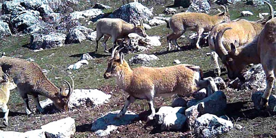 Yaban keçileri yerleşim yerlerine alıştı