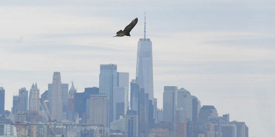 Ceset kokusu alan akbabalar New York'un üzerinde uçmaya başladı