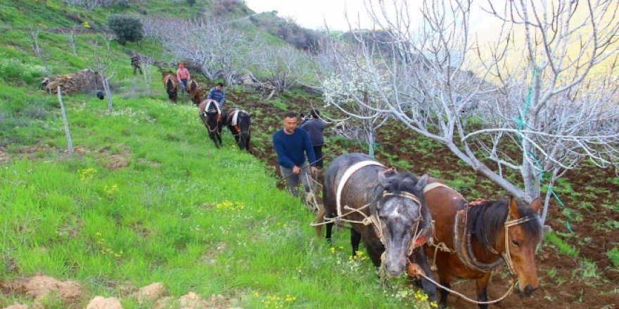 Aydın'da üretim seferberliği: Bölgedeki tüm atlar sabana koşuldu