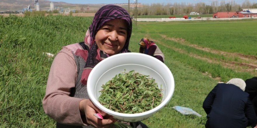 Yabani otların arasından tek tek topluyorlar