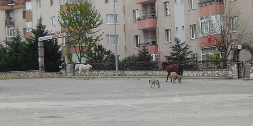 Bursa'da boş kalan cadde ve sokaklar hayvanlara kaldı