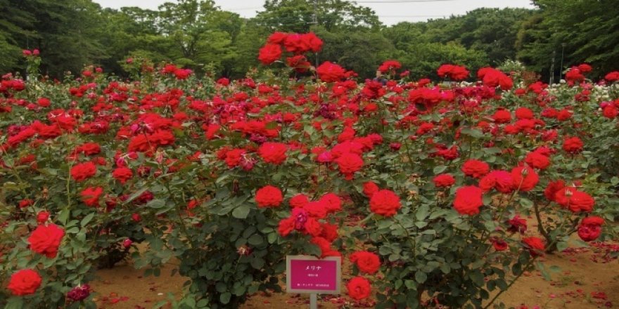 Japonya'da parklara gidilmesini önlemek için çiçekler budandı