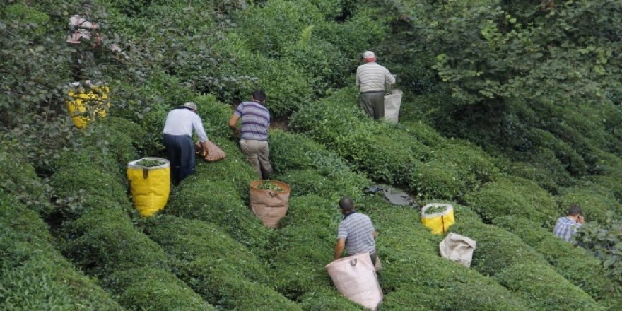 Çay hasadına vekâlet formülü