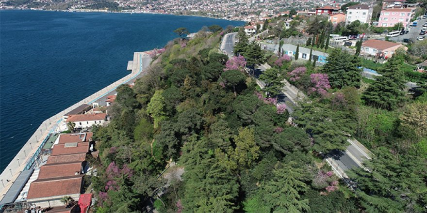 İstanbul Boğazı'nda çiçek açan erguvanlar havadan görüntülendi