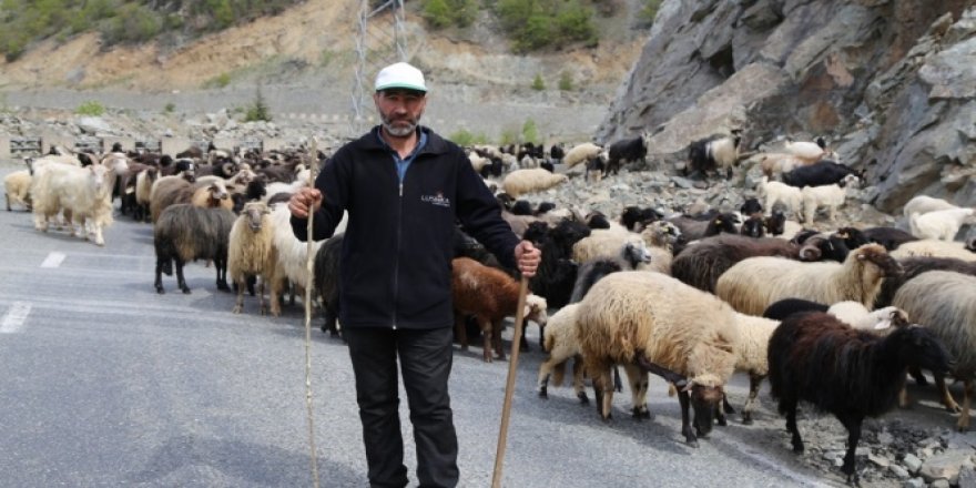 Artvin'de yaylalara göç başladı