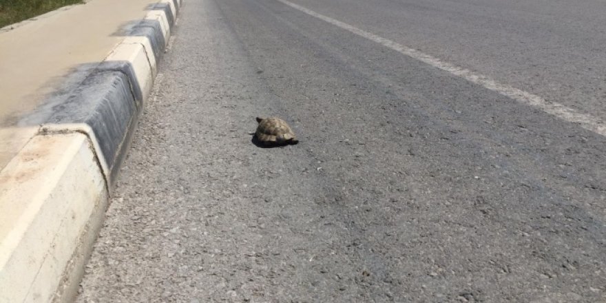 Issız sokaklar kaplumbağaya kaldı