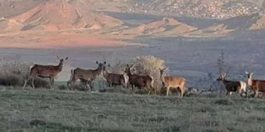 Nallıhan'da geyik sürüsü görüldü