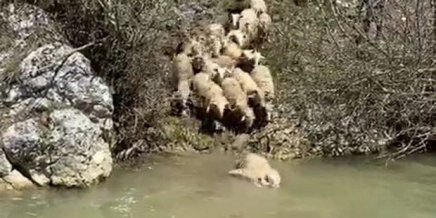 Koyunlar hastalıklara karşı derede yıkanıyor