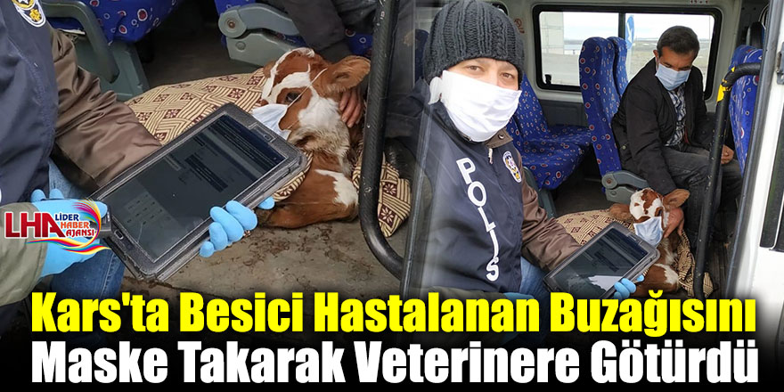 Kars'ta Besici Hastalanan Buzağısını Maske Takarak Veterinere Götürdü