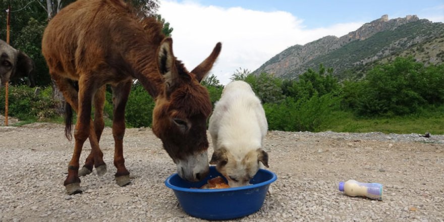 Eşek ile köpeğin dostluğu