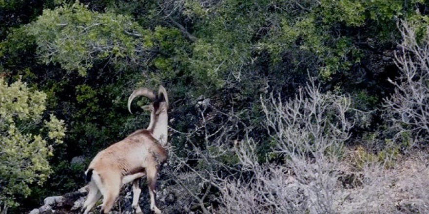 Drone ile görüntülenen yaban keçilerinin görsel şöleni