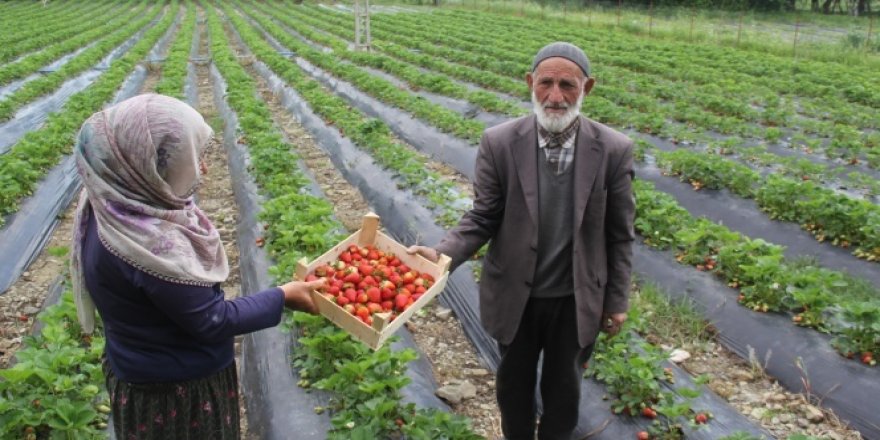 Sason'da koronavirüs gölgesinde yılın ilk çilek hasadı başladı