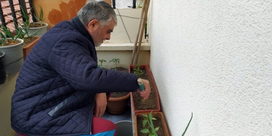 Korona günlerini balkonda sebze yetiştirerek geçiriyorlar