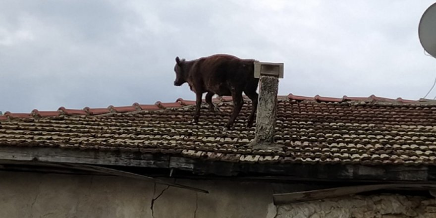 Ahırdan kaçan buzağı çatıya çıktı