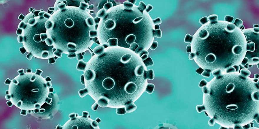 Ardahan'da koronavirüsü atlatanların sayısı 31'e yükseldi