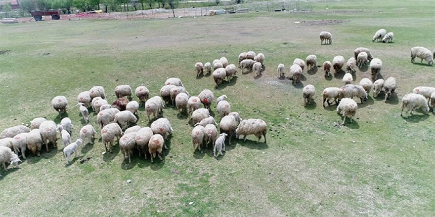 Çobanlar üretimin devamlılığı için işlerinin başında