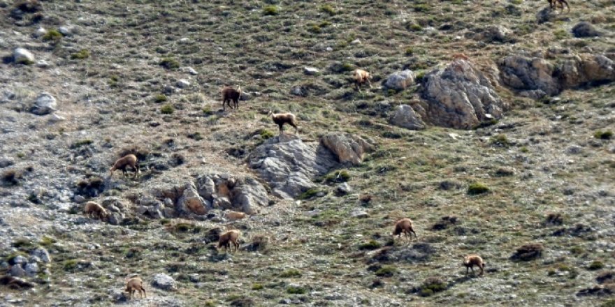 Terörden temizlenen Munzur Dağlarında yabani hayvan popülasyonu arttı