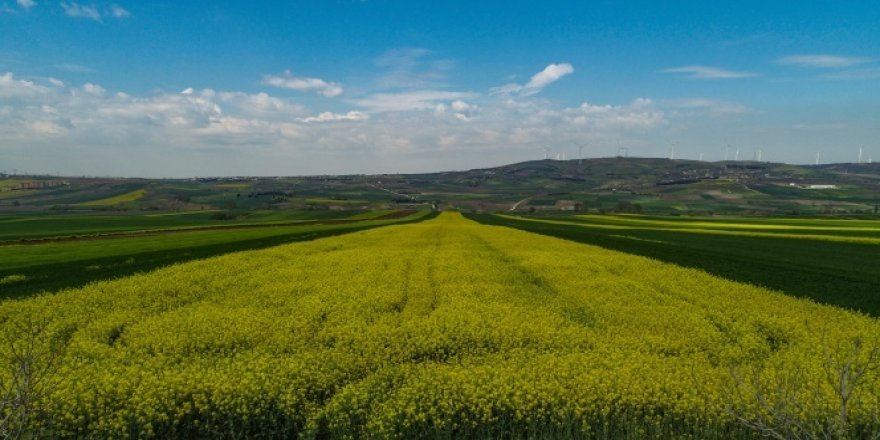 Kanola tarlalarında ekim yüzde 50 azaldı