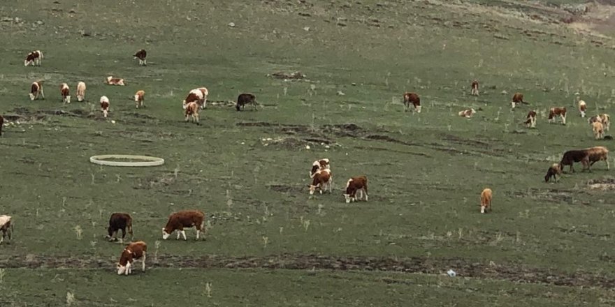 Kars’ta hayvanlar meralara çıktı