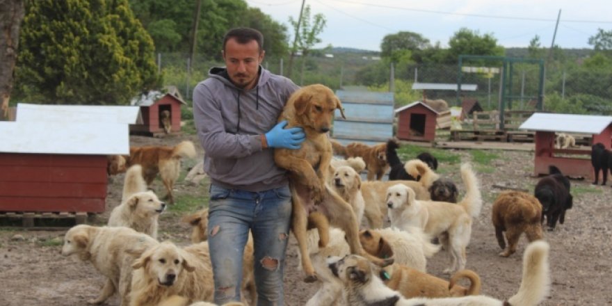 Sokak hayvanları için çiftlik kurdu, 500 köpeği besleyip sahiplendiriyor