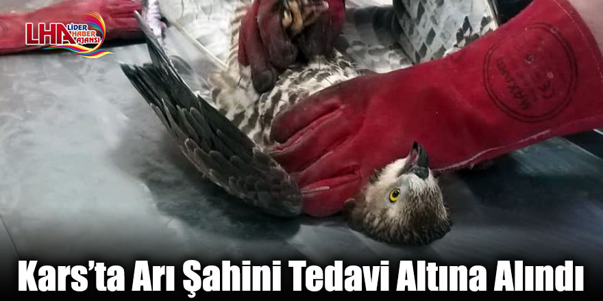 Kars’ta Arı Şahini Tedavi Altına Alındı