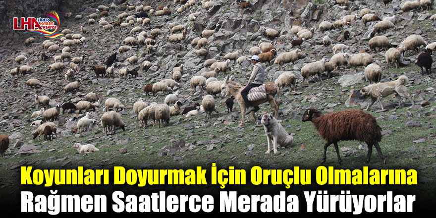 Koyunları Doyurmak İçin Oruçlu Olmalarına Rağmen Saatlerce Merada Yürüyorlar