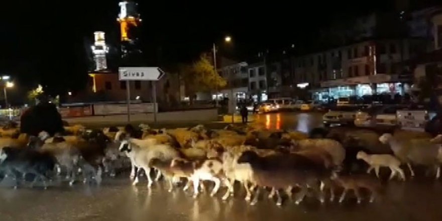 Şehir merkezinden koyun sürüsü geçti