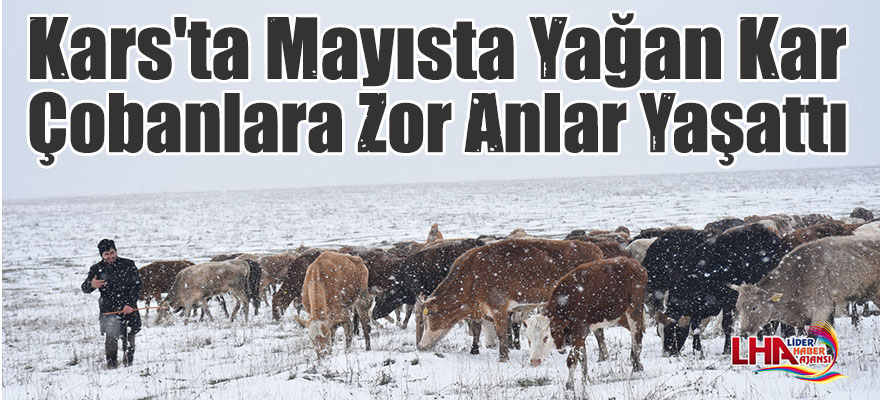 Kars'ta Mayısta Yağan Kar Çobanlara Zor Anlar Yaşattı