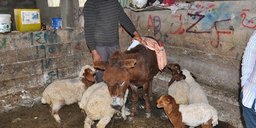 Annesiz kuzular eşek sırtından besleniyor