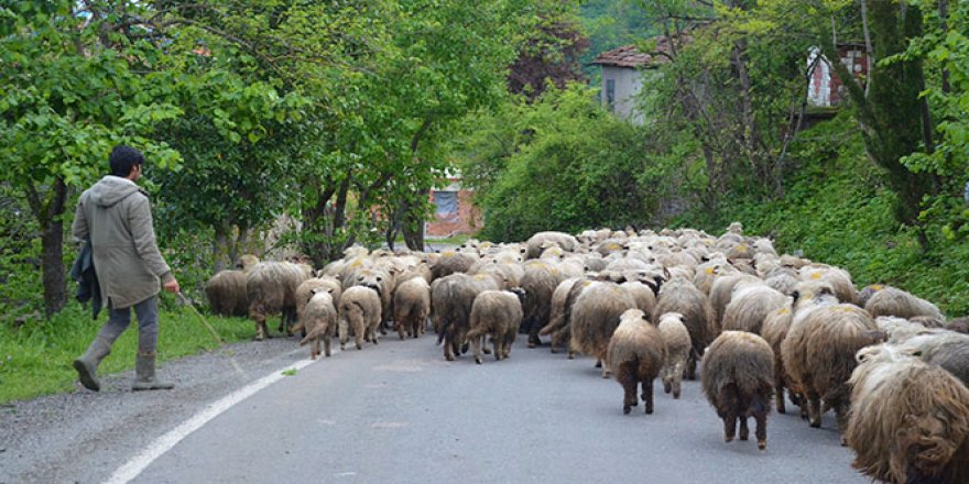 Ordu'da yaylalara göç sürüyor