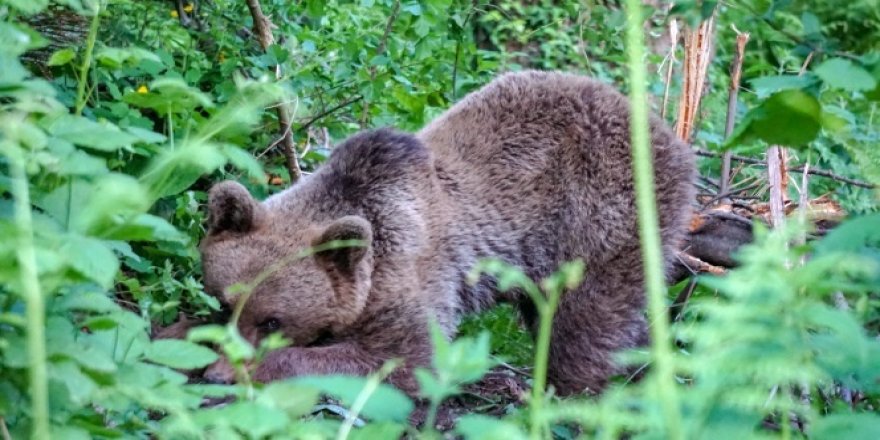 Uludağ'da kapana yakalanan ayı böyle kurtarıldı