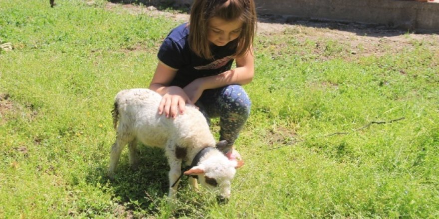 Parklarda koşmak yerine kuzusu ile koşmayı tercih etti