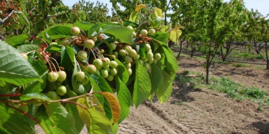 Hobi olarak başlamıştı, şimdi siparişlere yetişemiyor